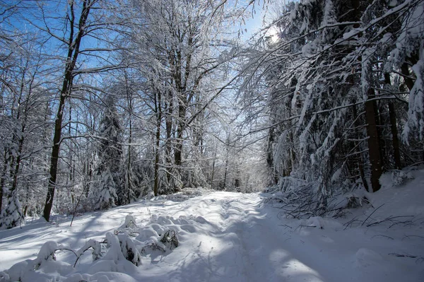 Bela Floresta Inverno Nas Montanhas Dos Cárpatos — Fotografia de Stock