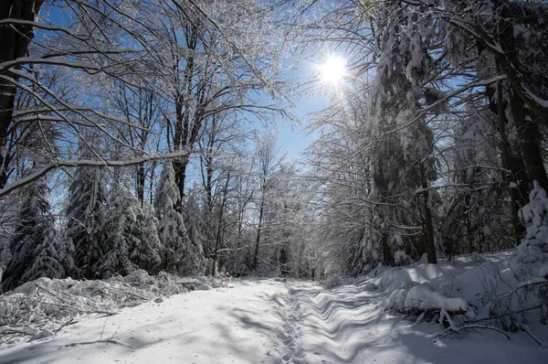 Bela Floresta Inverno Nas Montanhas Dos Cárpatos — Fotografia de Stock