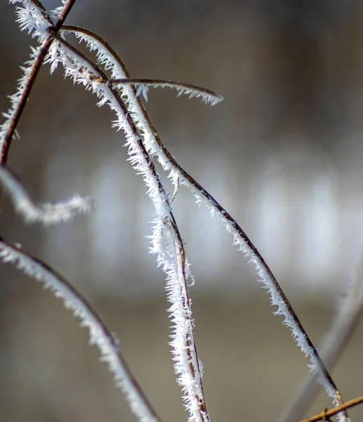 Branch Morning Beautiful Hoarfrost Close — Stock Photo, Image