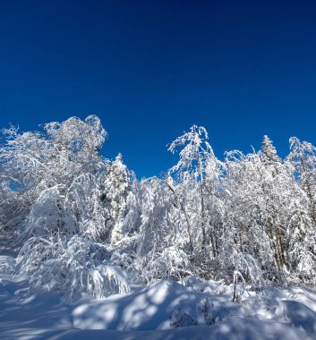 Karpatya dağlarında kış üstüne kış ormanı