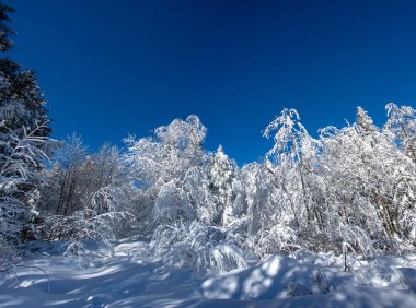Karpatya dağlarında kış üstüne kış ormanı