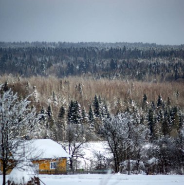 Karpatya dağlarında kış üstüne kış ormanı
