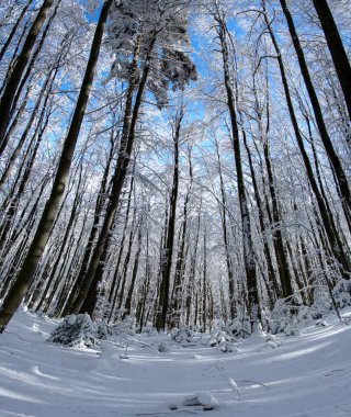 Karpatya dağlarında kış üstüne kış ormanı