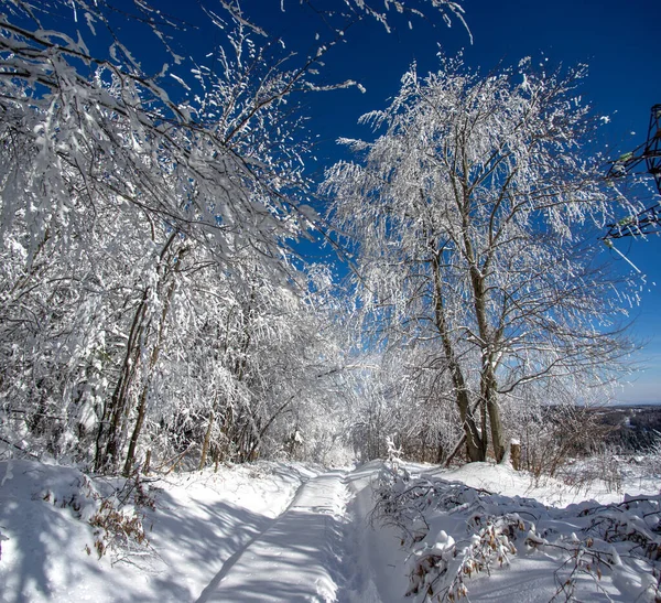 Floresta Inverno Após Queda Neve Nas Montanhas Dos Cárpatos — Fotografia de Stock