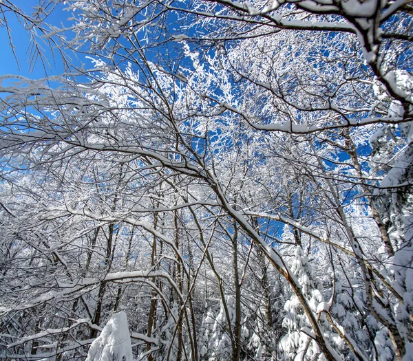 Téli Erdő Hóesés Után Kárpátok Hegyeiben — Stock Fotó