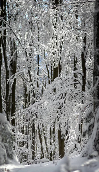 Floresta Inverno Após Queda Neve Nas Montanhas Dos Cárpatos — Fotografia de Stock