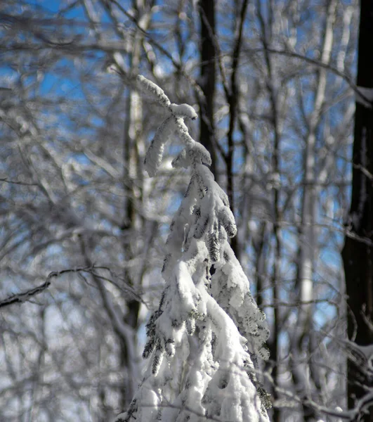 Зимний Лес После Снегопада Карпатах — стоковое фото