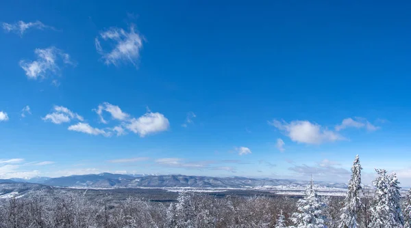 カルパチア山脈の降雪後の冬の森 — ストック写真