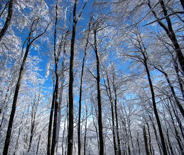 Floresta Inverno Após Queda Neve Nas Montanhas Dos Cárpatos — Fotografia de Stock