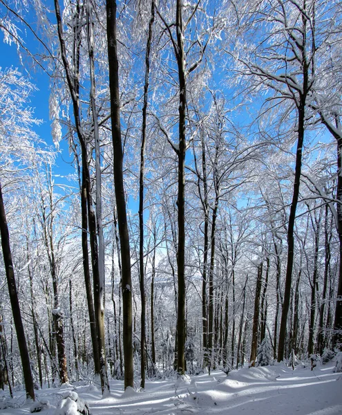 Floresta Inverno Após Queda Neve Nas Montanhas Dos Cárpatos — Fotografia de Stock