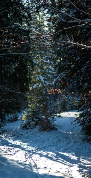 Floresta Inverno Após Queda Neve Nas Montanhas Dos Cárpatos — Fotografia de Stock