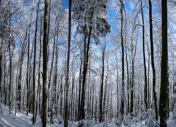 Winter Forest Snowfall Carpathian Mountains — Stock Photo, Image