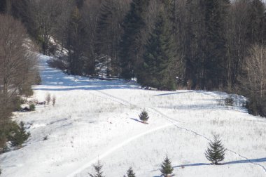 Karpatlar 'daki kış ormanlarında karda ayak izleri var.