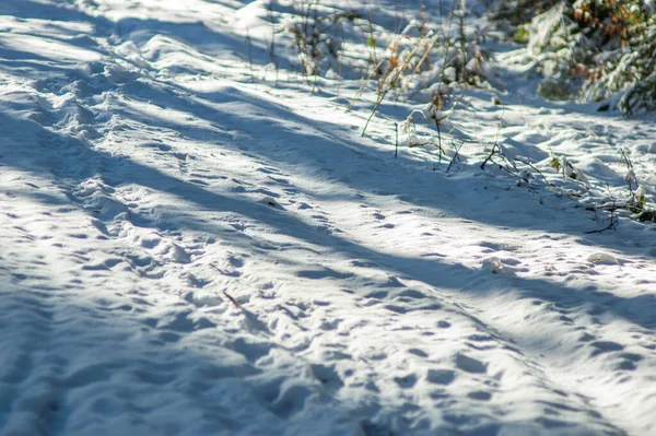 Voetafdrukken Sneeuw Het Winterbos Karpaten — Stockfoto