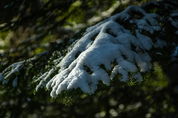 Karpatlar Daki Kış Ormanlarında Karda Ayak Izleri Var — Stok fotoğraf