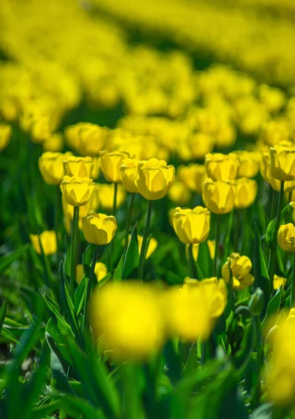 Campo Hermosos Tulipanes Multicolores Primer Día Primavera — Foto de Stock