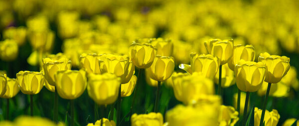 Beautiful yellow tulips in bright sunlight in a field close-up