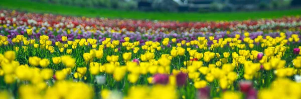 Hermosos Tulipanes Amarillos Luz Del Sol Primer Plano Campo — Foto de Stock