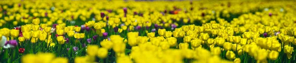 Beautiful Yellow Tulips Bright Sunlight Field Close — Stock Photo, Image