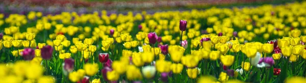 Belles Tulipes Jaunes Plein Soleil Dans Champ Gros Plan — Photo