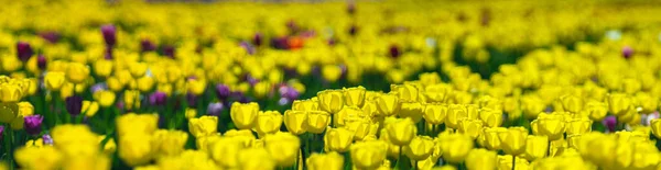 Beautiful Yellow Tulips Bright Sunlight Field Close — Stock Photo, Image