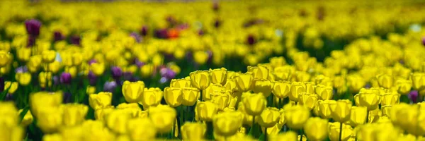 Hermosos Tulipanes Amarillos Luz Del Sol Primer Plano Campo — Foto de Stock