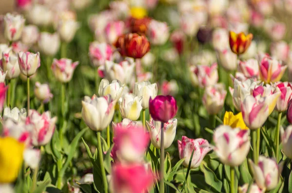 Piękne Białe Tulipany Kwitną Ogrodzie Wiosną — Zdjęcie stockowe