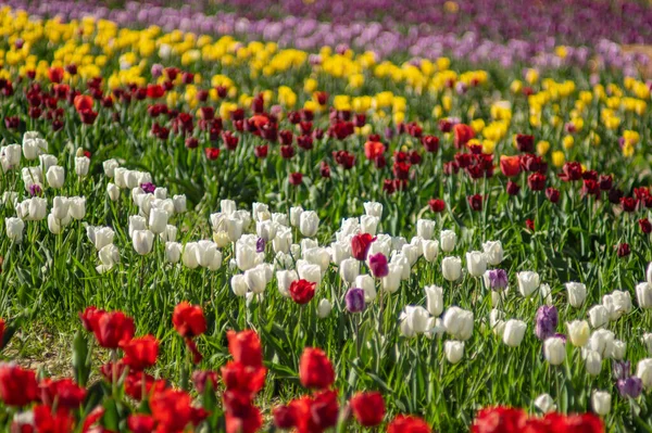 Bellissimi Tulipani Bianchi Fioriscono Giardino Primavera — Foto Stock