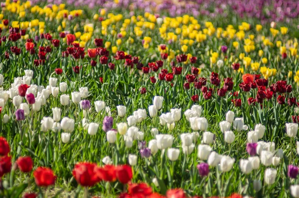 Krásné Bílé Tulipány Kvetou Zahradě Jaře — Stock fotografie
