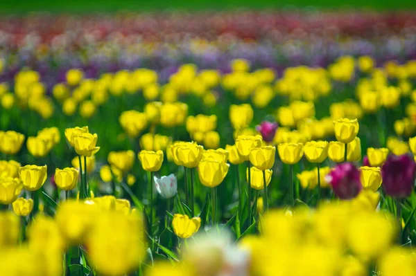 Fondo Hermosos Tulipanes Amarillos Primavera Rayos Sol — Foto de Stock