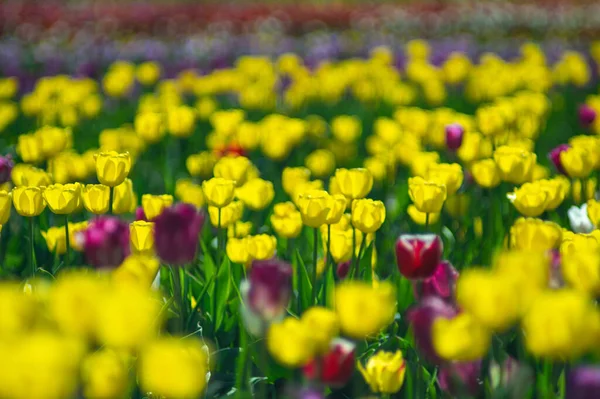 Pozadí Krásné Žluté Tulipány Jaře Slunečních Paprscích — Stock fotografie