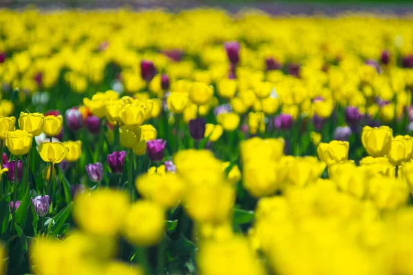 Hermosas Flores Tulipanes Amarillos Jardín Primavera Fondo Floral — Foto de Stock