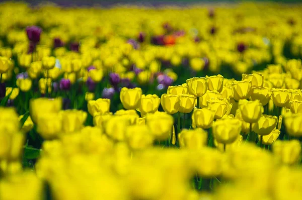 Hermosas Flores Tulipanes Amarillos Jardín Primavera Fondo Floral — Foto de Stock