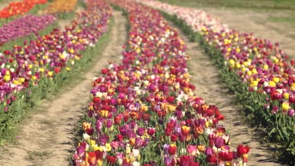 Tulipas Multicoloridas Uma Grande Cama Jardim Primavera — Vídeo de Stock