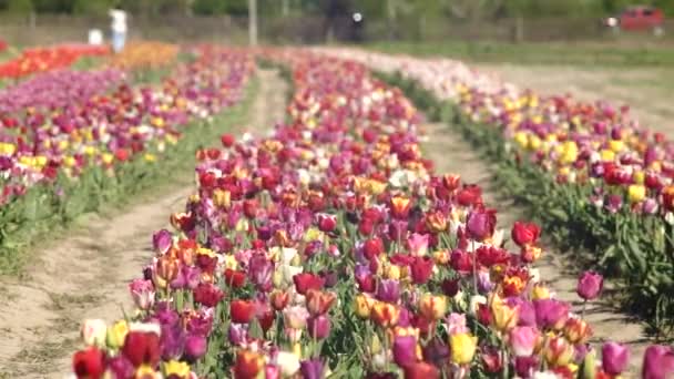 Kolorowe Tulipany Dużym Łóżku Ogrodowym Wiosną — Wideo stockowe