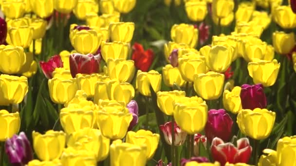 Όμορφες Κόκκινες Και Κίτρινες Τουλίπες Στο Ανοιξιάτικο Βίντεο — Αρχείο Βίντεο