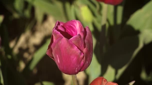 Colorido Campo Flores Tulipán Temporada Primavera Tulipán Rojo — Vídeos de Stock