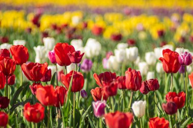 Lale tarlasında açan muhteşem lale çiçekleri, bulanık lale çiçeklerinin arka planında