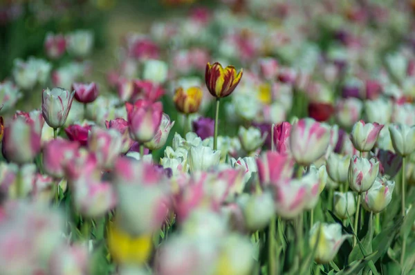 Úžasné Tulipánové Květy Kvetoucí Tulipánovém Poli Pozadí Rozmazaných Tulipánových Květů — Stock fotografie