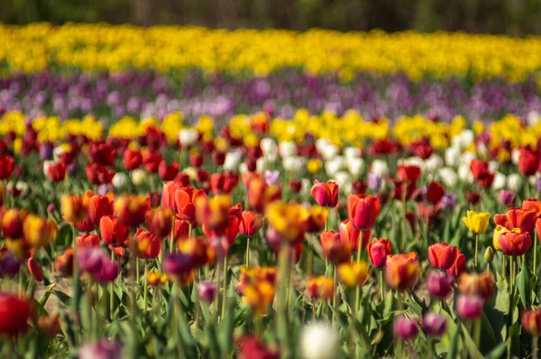 Úžasné Tulipánové Květy Kvetoucí Tulipánovém Poli Pozadí Rozmazaných Tulipánových Květů — Stock fotografie