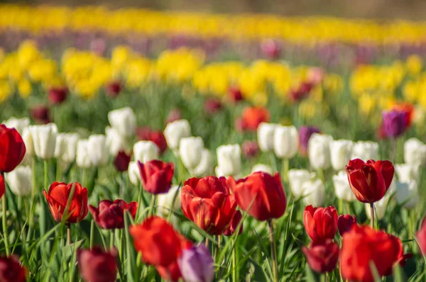 Increíbles Flores Tulipán Floreciendo Campo Tulipán Sobre Fondo Flores Borrosas —  Fotos de Stock