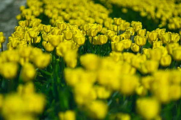 Primer Plano Hermosos Tulipanes Amarillos Campo — Foto de Stock