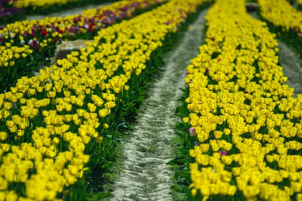 Flor Filas Tulipanes Amarillos Primer Plano Enfoque Selectivo Fondo Floral — Foto de Stock