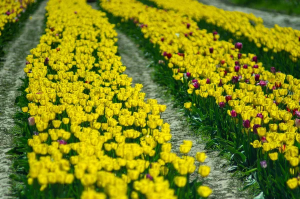 Flor Filas Tulipanes Amarillos Primer Plano Enfoque Selectivo Fondo Floral — Foto de Stock