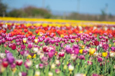 Baharda bir tarlada çok renkli lalelerin yatay sırası