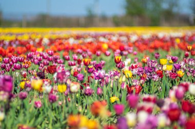 Baharda bir tarlada çok renkli lalelerin yatay sırası