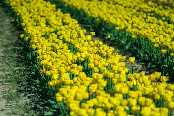 Große Beete Mit Schönen Blühenden Gelben Tulpen — Stockfoto