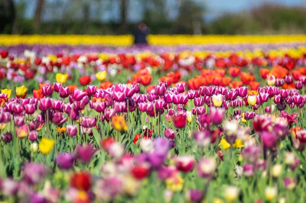Vodorovná Řada Pestrobarevných Tulipánů Poli Jarním Čase — Stock fotografie