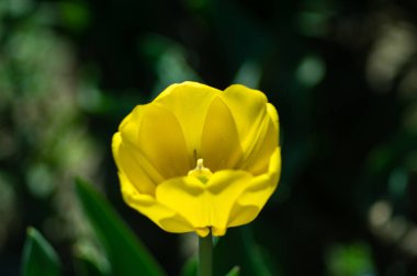Bahçede laleleri olan çiçek tarhına yakın çekim