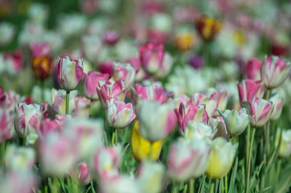 Detail Záhonu Květin Tulipány — Stock fotografie